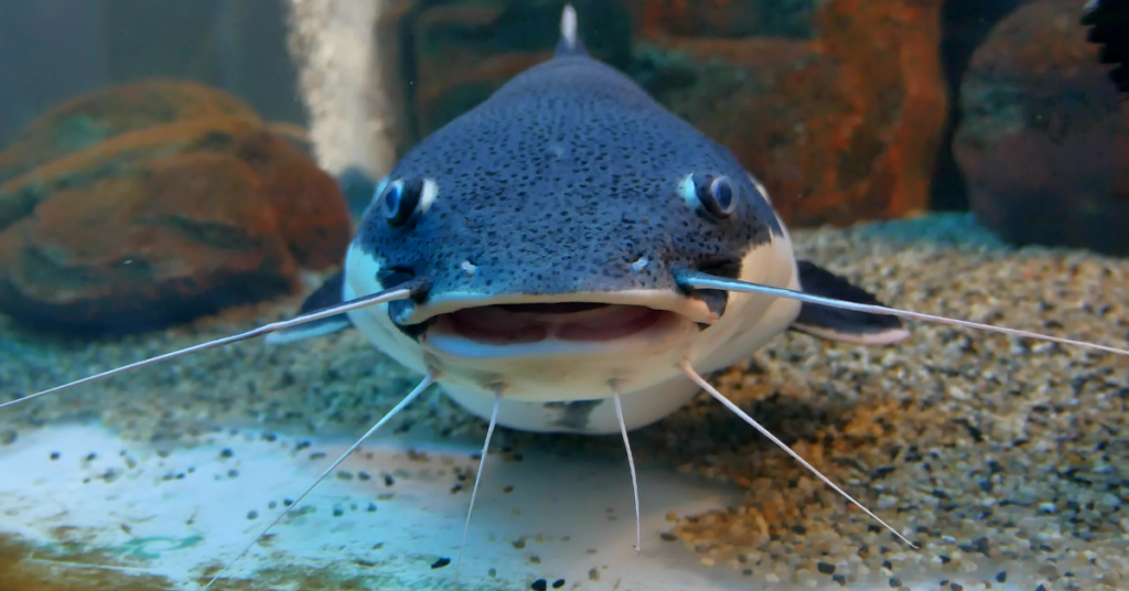 Funny Ocean 