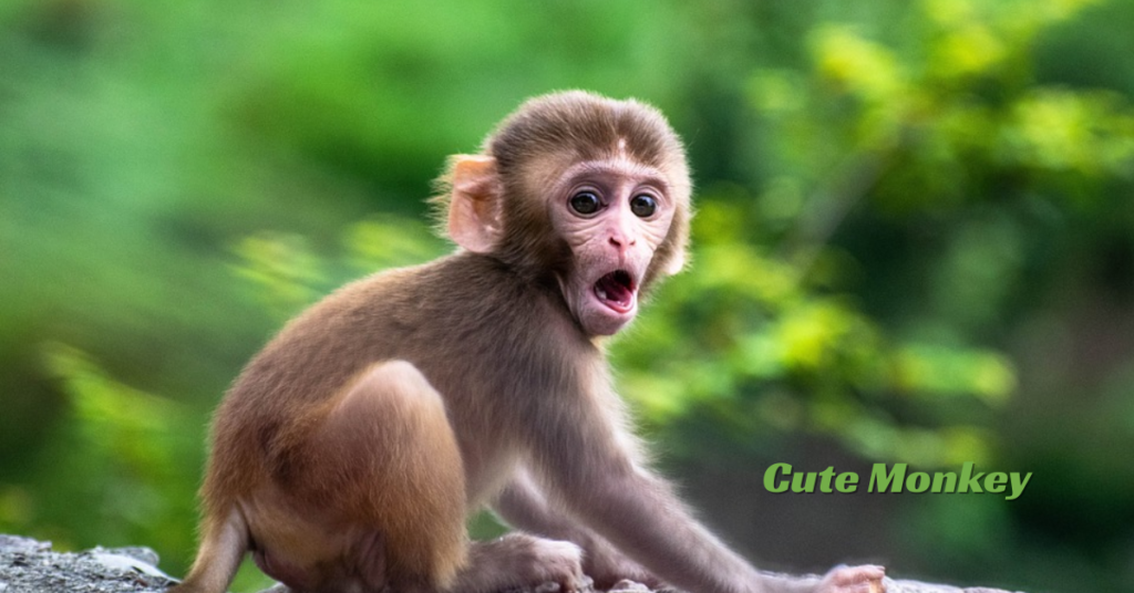 Cute Monkey Rizz Lines