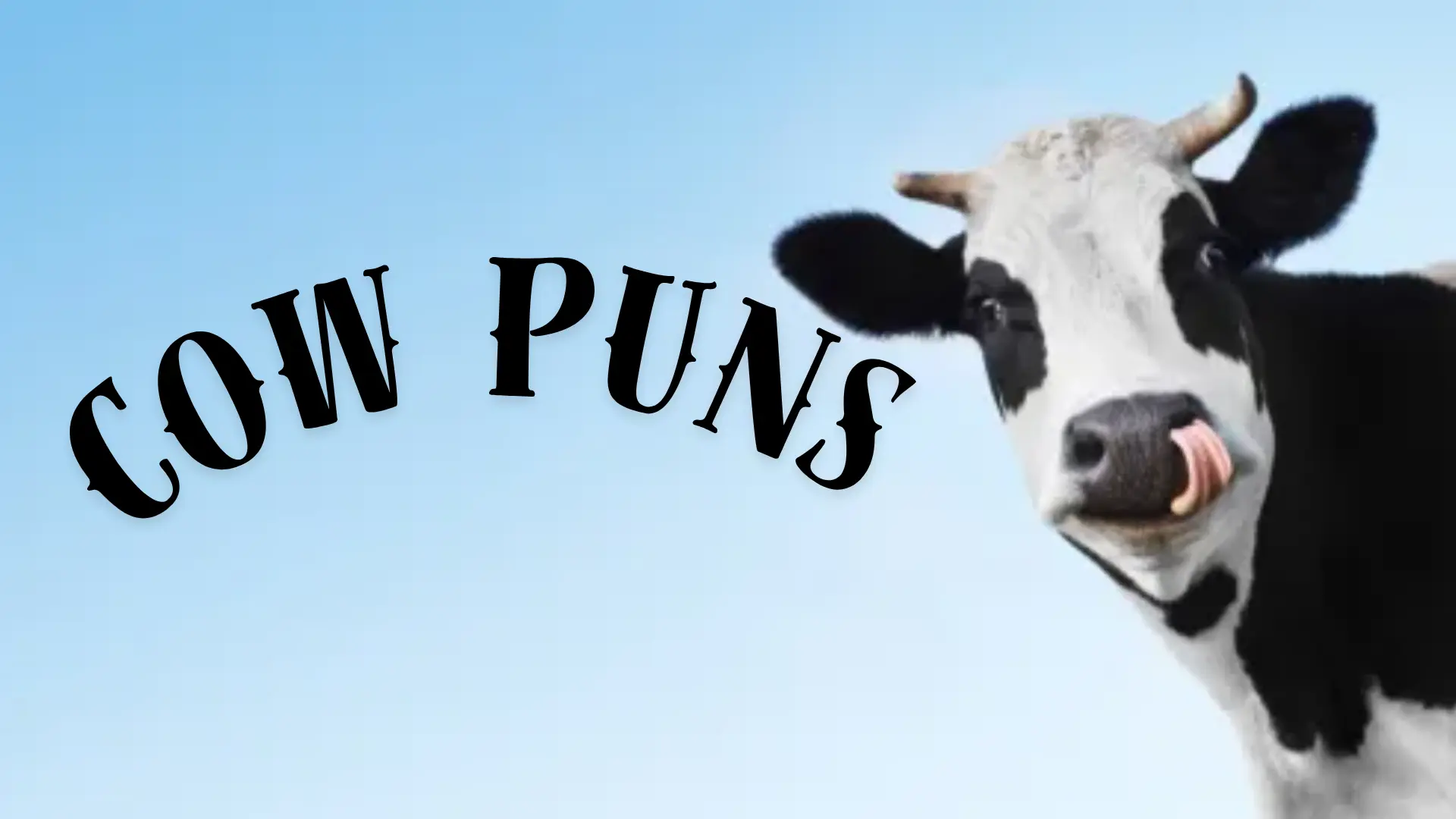 Cow Puns