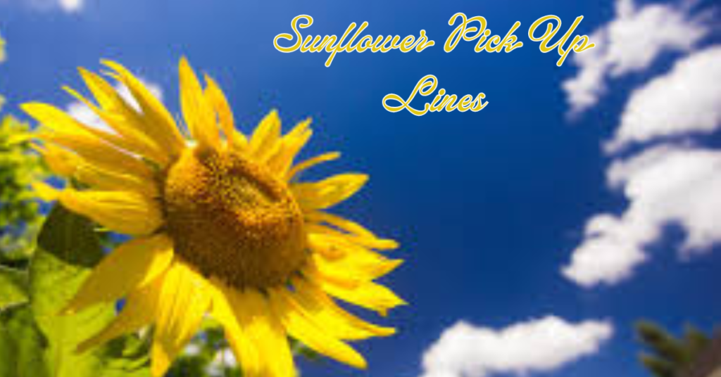 Sunflower Pick Up Lines